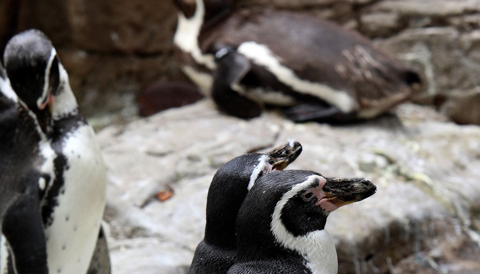 St. Louis Cityscapes And City Views