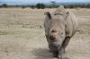 Rangers Protect The Last Remaining Male Northern White Rhino In The World