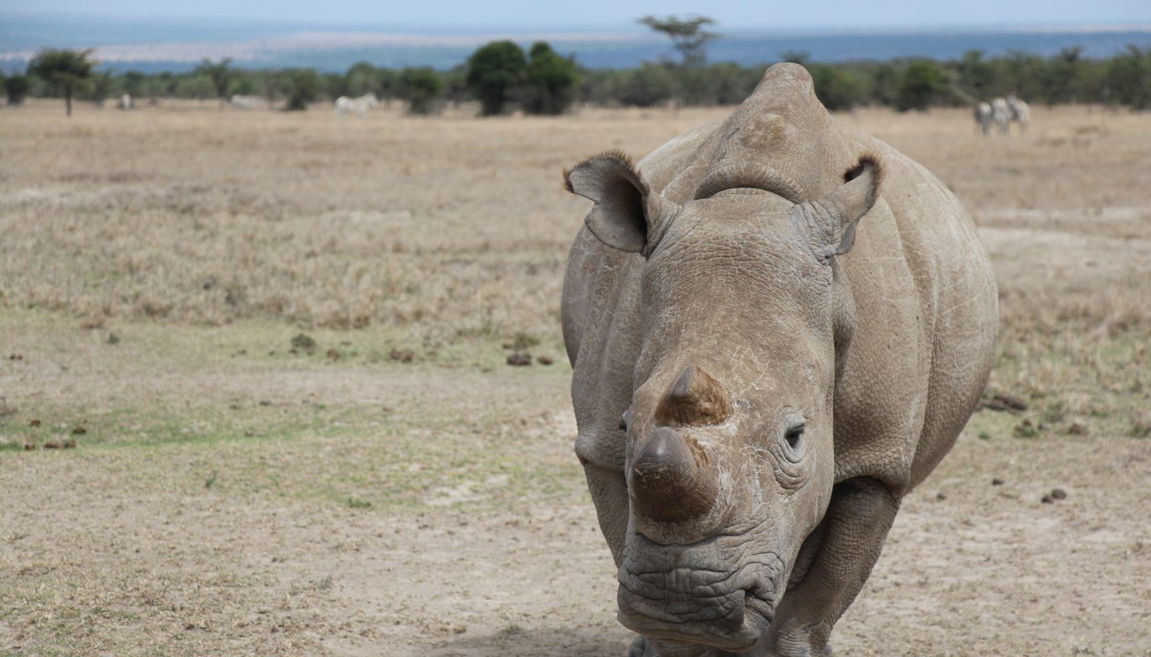 Rangers Protect The Last Remaining Male Northern White Rhino In The World