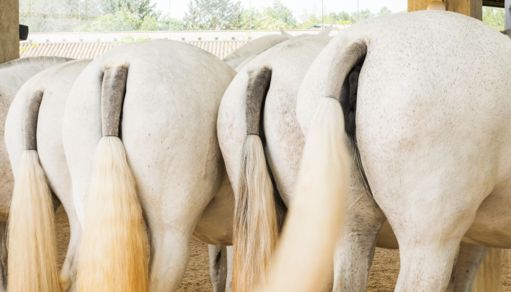 White horses