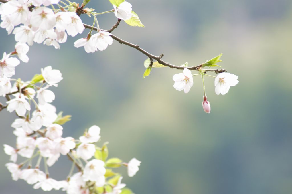 Cherry blossoms on branch