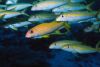 School of yellowfin goatfish, close-up (Digitally Enhanced)