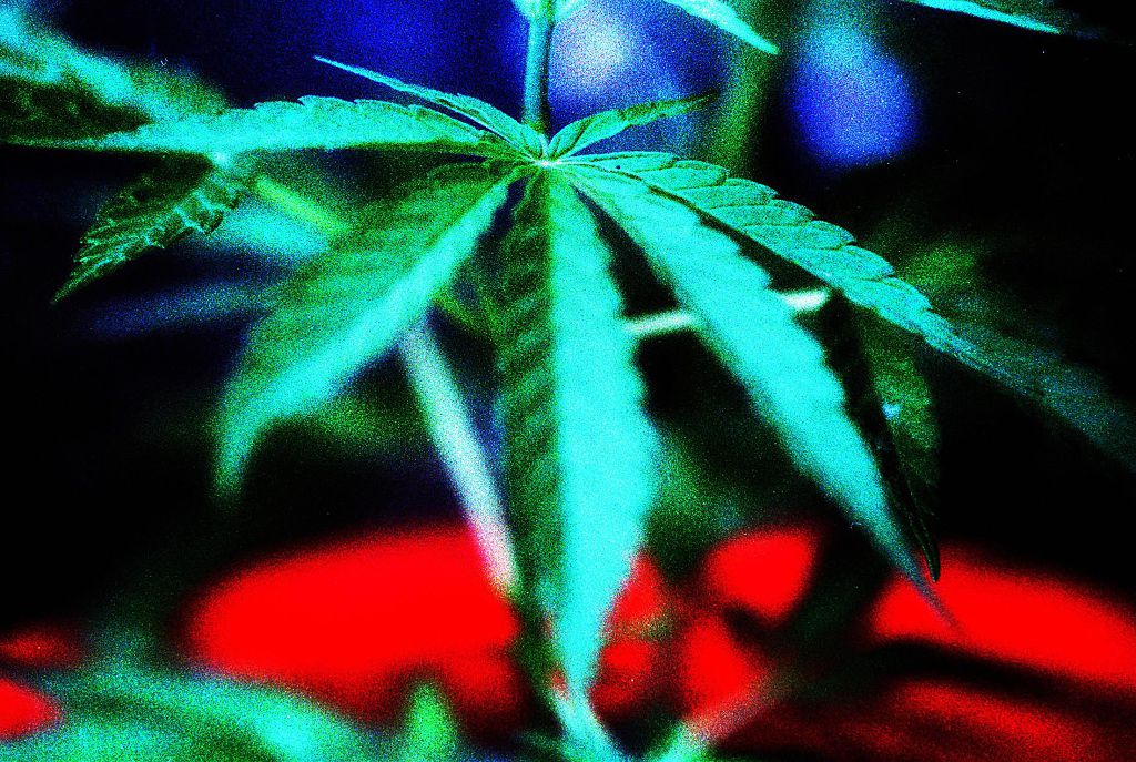 A marijuana leaf. 28 June 1998. AFR GENERIC Picture by ROB HOMER.