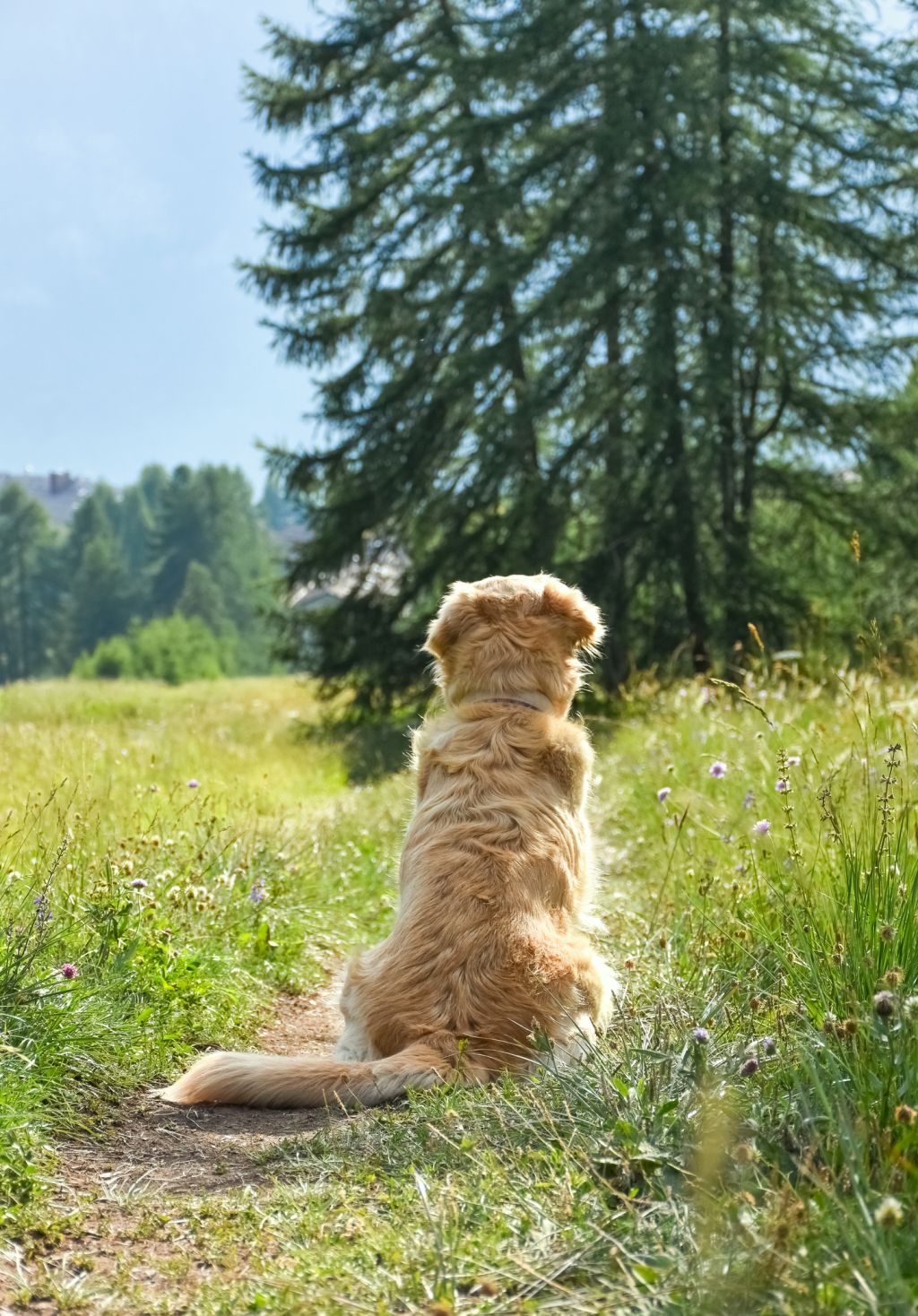 Purebred female golden retriever PoV looking at an Alpine landscape in South Tyrol, Italy