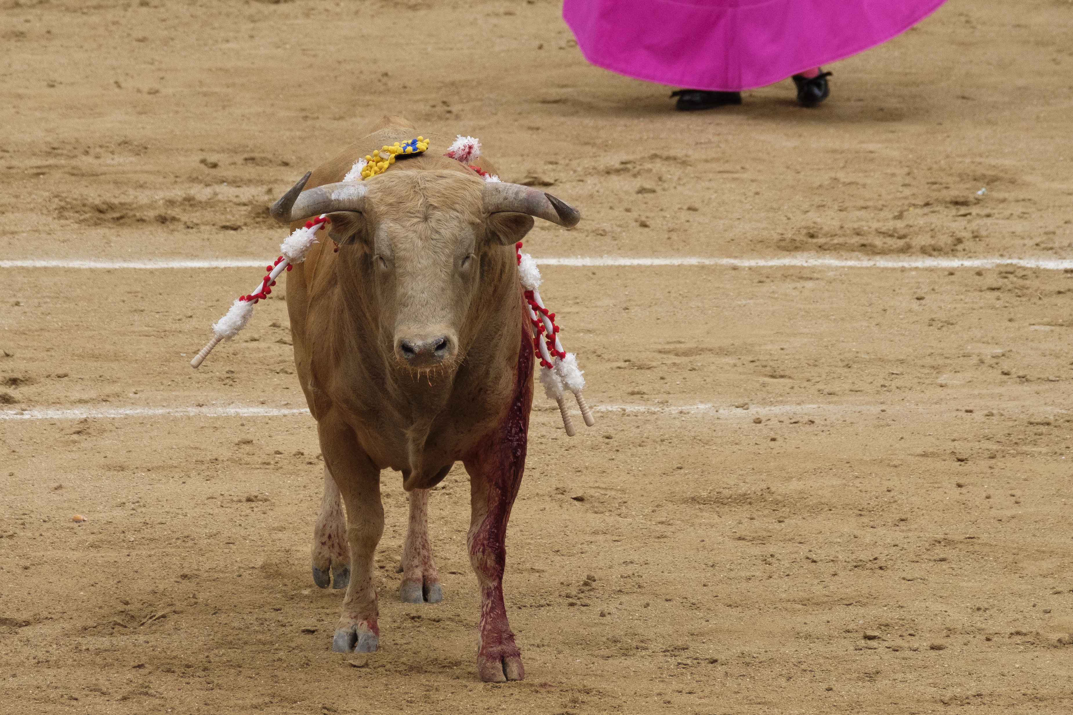 Bullfighting festival at Las Ventas bullring in Madrid