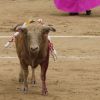 Bullfighting festival at Las Ventas bullring in Madrid