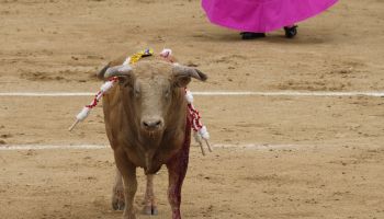 Bullfighting festival at Las Ventas bullring in Madrid