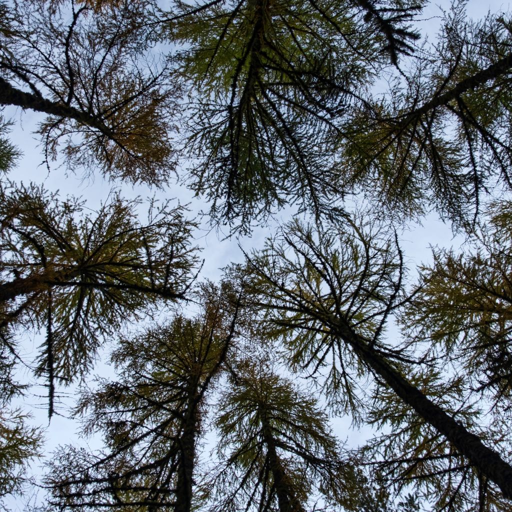 Larch Woodland on the Black Isle Peninsula, west of Cromarty, Ross and Cromarty, Scottish Highlands, Scotland, UK