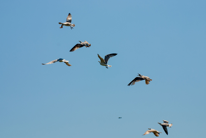 Seagulls Fighting over a Piece of Toast