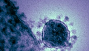 Previously Known Strains Of Coronavirus