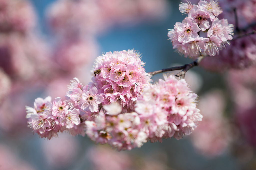 China Spring Cherry