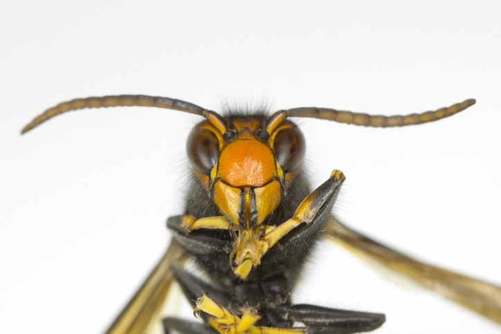 Wasp portrait