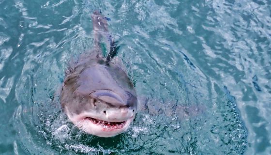 Video Shows Great White Shark In Ocean City Waters | WOLB Talk 1010