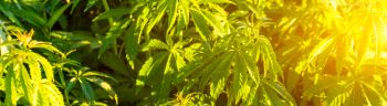 Green bushes of marijuana. Close up view of a young medical marijuana cannabis bud