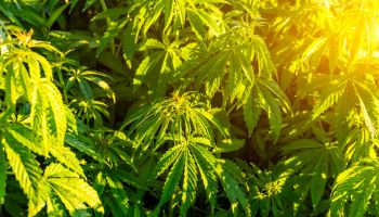 Green bushes of marijuana. Close up view of a young medical marijuana cannabis bud