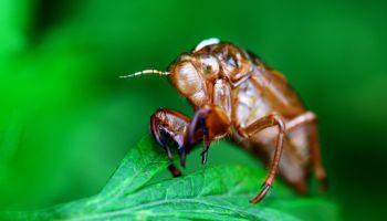 Close up of cicada slough on leaves