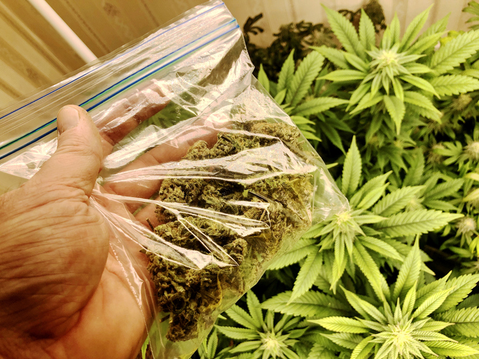 Hand holding bag of freshly home grown and dried cannabis