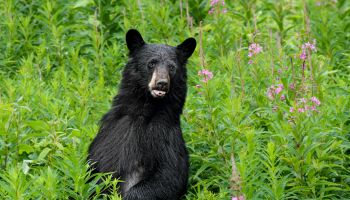 American Black Bear on alert