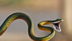 Brightly coloured parrot snake