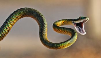 Brightly coloured parrot snake