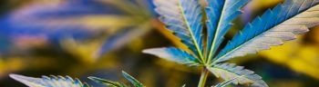 Medical marijuana cultivation