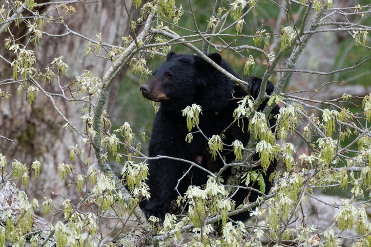 Black Bear, Great Smoky Mountains