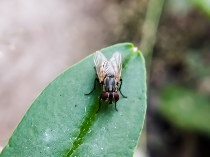 hominivorax, the New World screw-worm fly, or screw-worm for short, is a species of parasitic fly that is well known for the way in which its larvae (maggots) eat the living tissue.