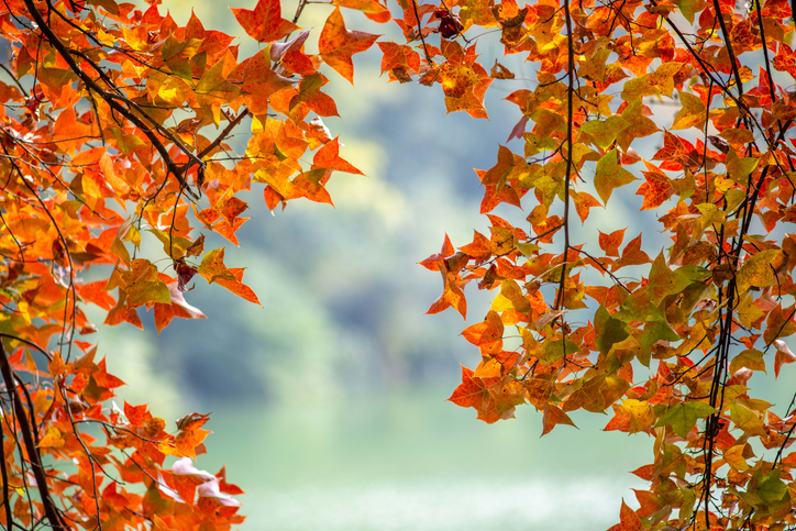 Red maple leaves